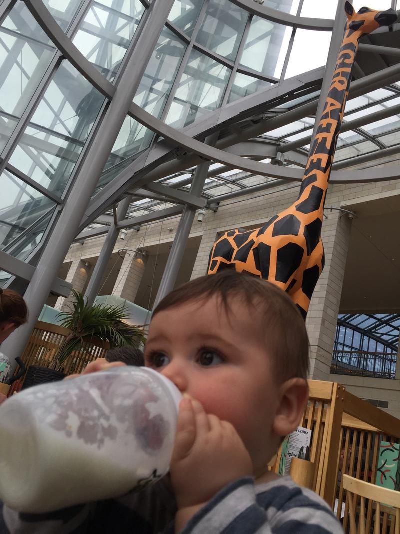 Giraffe