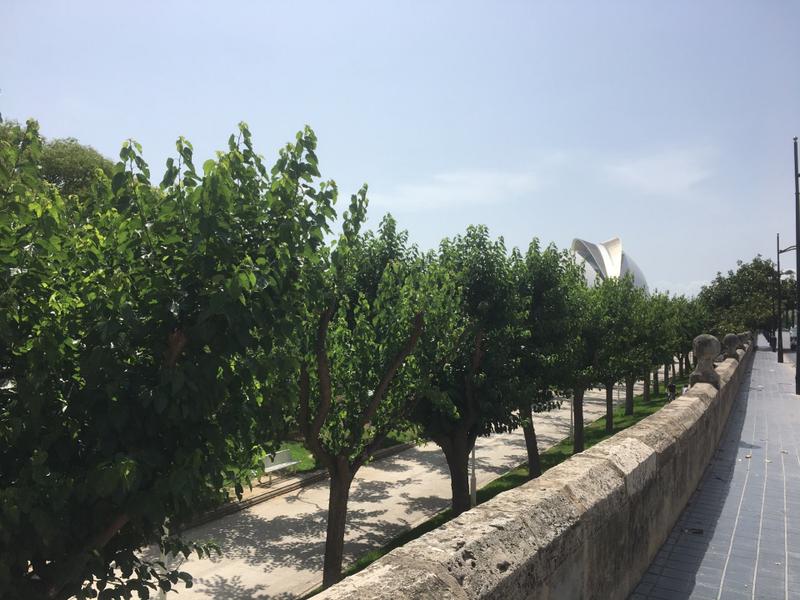 Jardí del Túria - Antiguo cauce tramo XII
