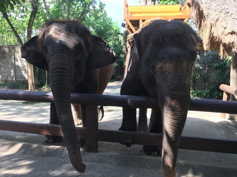The Elephant View Restaurant